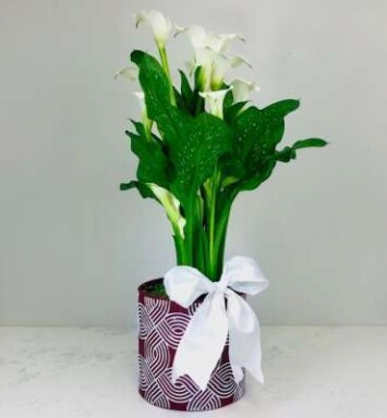 Classic Calla in a Designer Pot