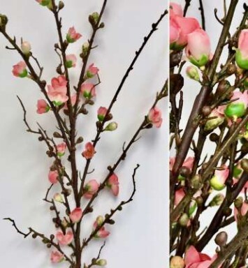 Peach Blossom Branch