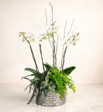 Double Orchid Garden