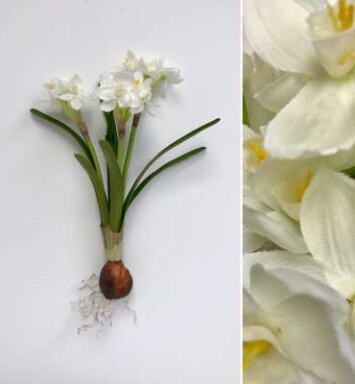 Paperwhite with Bulb