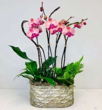 Medium Orchid Garden