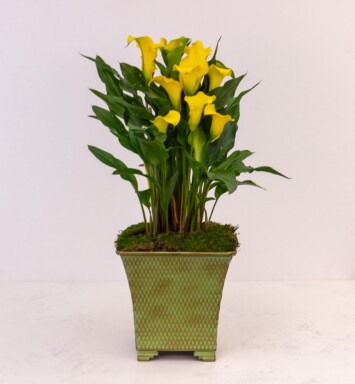 6" Calla Lily