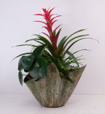 Modern Bromeliad Garden