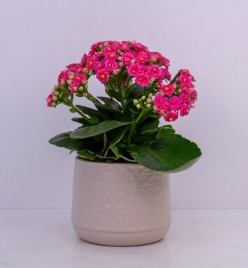 4" Kalanchoe