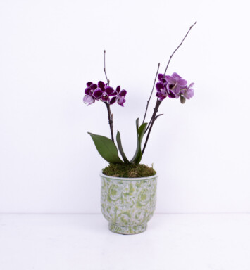 Office MVP Mini Orchid